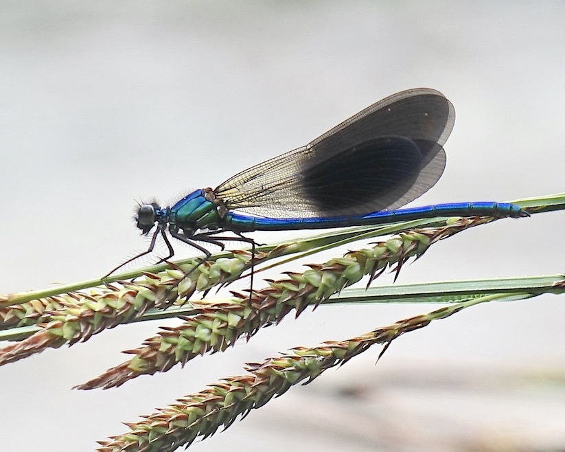western demoiselle